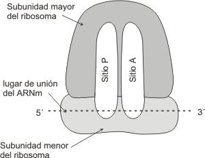 Fig. 11.20- Sitios aminoac&iacute;dico y peptid&iacute;lico del ribosoma