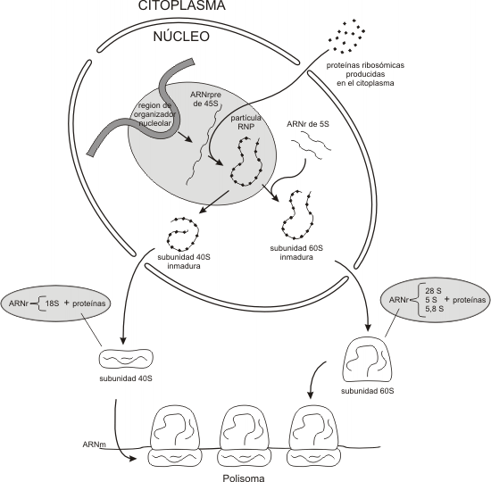 Fig. 11.23 - Ensamblaje de subunidades ribosómicas