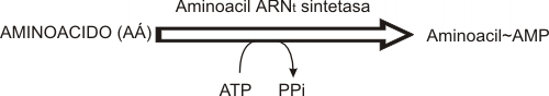 Fig. 11.24 - Etapa 1 de la aminoacilaci&oacute;n 