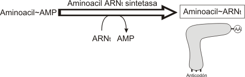 Fig. 11.25 - Etapa 2 de la aminoacilaci&oacute;n 