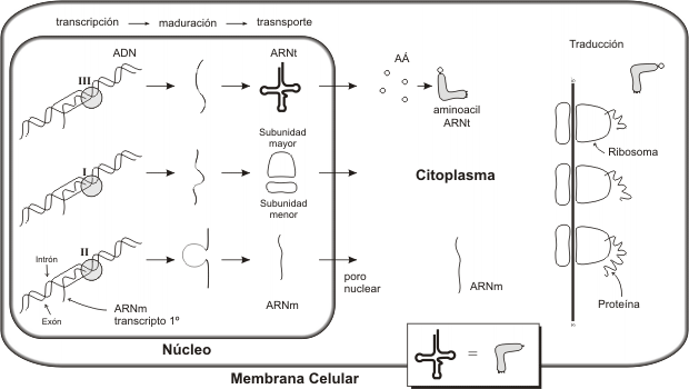 Fig. 11.30 - Transcripci&oacute;n, maduraci&oacute;n y traducci&oacute;n en eucariotas