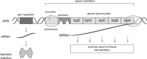 Fig. 11.36 - El operón triptófano activado