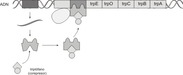 Fig. 11.37 - El operón triptófano inhibido 