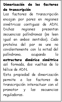 Cuadro de texto: Dimerizacin de los factores de transcripcin
Los factores de transcripcin encajan por pares en regiones simtricas contiguas de ADN. Dichas regiones presentan se-cuencias palndromas (se leen igual en ambos sentidos). Cada protena del par se une no cova-lentemente con la mitad del palndromo, ocupando la estruc-tura dimrica simtrica as formada, dos vueltas de la hlice de ADN. 
Esta propiedad de dimerizacin permite a los factores de trans-cripcin interactuar con el pro-motor y las secuencias regulado-ras.

