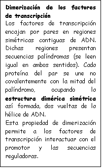 Cuadro de texto: Dimerizacin de los factores de transcripcin
Los factores de transcripcin encajan por pares en regiones simtricas contiguas de ADN. Dichas regiones presentan se-cuencias palndromas (se leen igual en ambos sentidos). Cada protena del par se une no cova-lentemente con la mitad del palndromo, ocupando la estruc-tura dimrica simtrica as formada, dos vueltas de la hlice de ADN. 
Esta propiedad de dimerizacin permite a los factores de trans-cripcin interactuar con el pro-motor y las secuencias regulado-ras.

