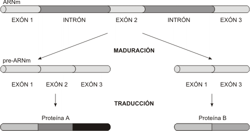 Fig. 11.41 - Empalme alternativo 