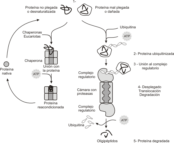 Fig. 11.43 - Acci&oacute;n de los proteasomas y chaperonas sobre las prote&iacute;nas citos&oacute;licas