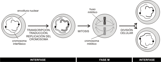 Fig. 12.1 - Ciclo de División Celular 