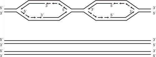 Fig. 12. 14 - Esquema que muestra dos replicones contiguos y los puntos donde se origina la replicación (flechas).  Puede observarse el carácter bidireccional de la replicación y los sectores donde el ADN se sintetiza en forma continua y discontinua.