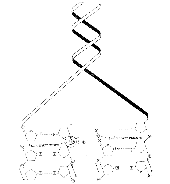 Fig. 12.16 - Doble hélice de ADN desenrrollándose. Cada cadena servirá de molde para la síntesis de cadenas nuevas