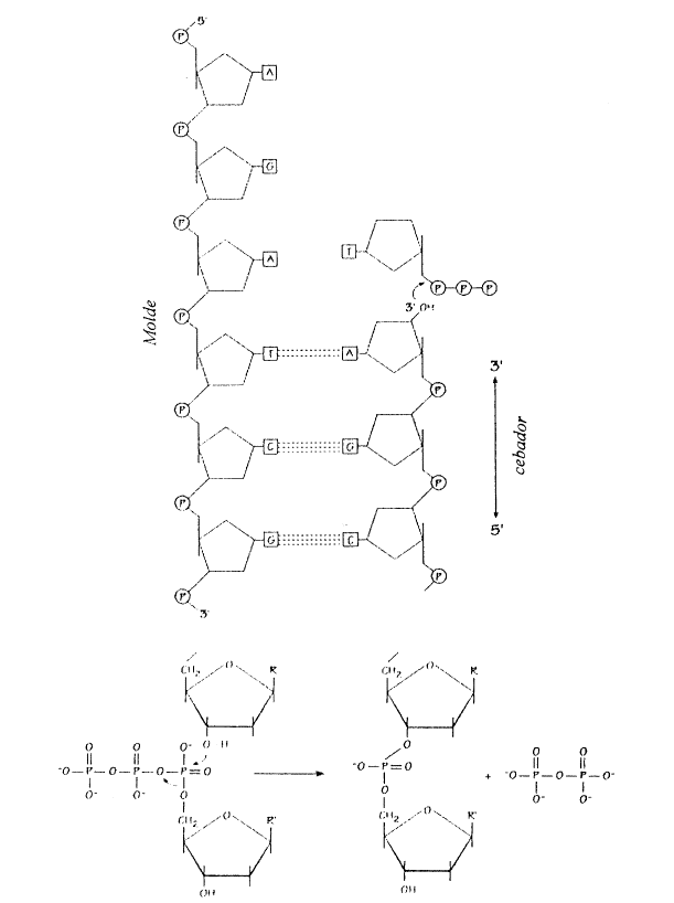 Fig. 12.17 -  La energía para el proceso de replicación la proveen los mismos desoxirribonucleótidos trifosfatados, con la hidrólisis de los últimos dos grupos fosfato-