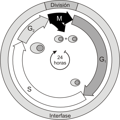 Fig. 12.2 - Fases del Ciclo Celular 