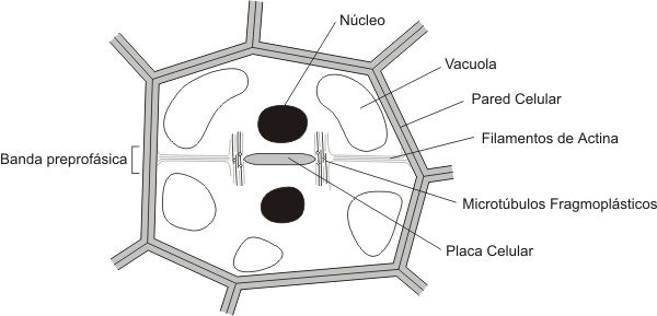 Fig. 12.24 - Formación de la placa celular