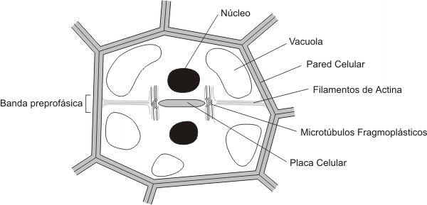 celula vegetal partes. partes de la celula vegetal.