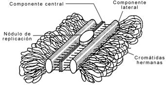 Fig. 12.26 - Complejo Sinaptonémico 