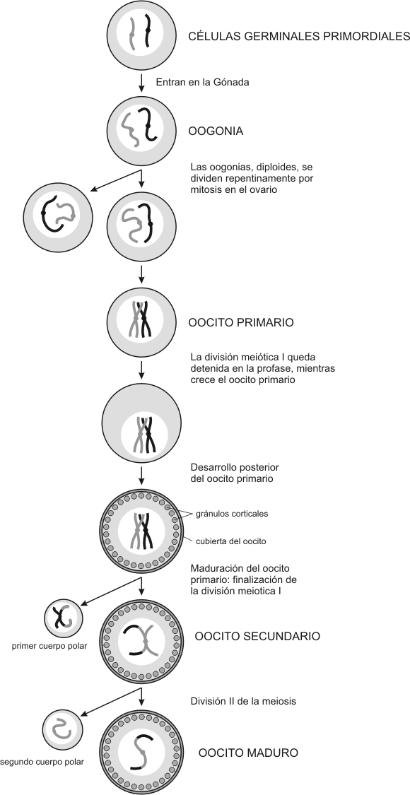 Fig. 12. 30- Esquema de las etapas de la ovogénesis 