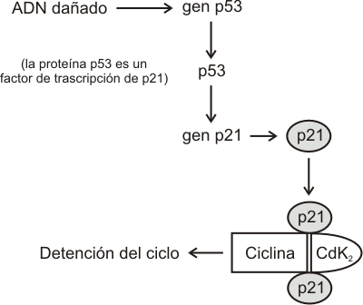 Fig. 12.8 - Acción de la Proteína p53 en el Control del Ciclo Celular